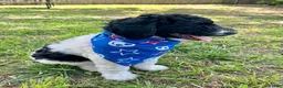 Standard Poodle dogs for sale: Standard Poodle 3 - Ad 3