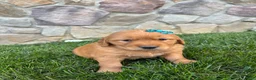 Golden Retriever dogs for sale: Ryder  - Ad 3