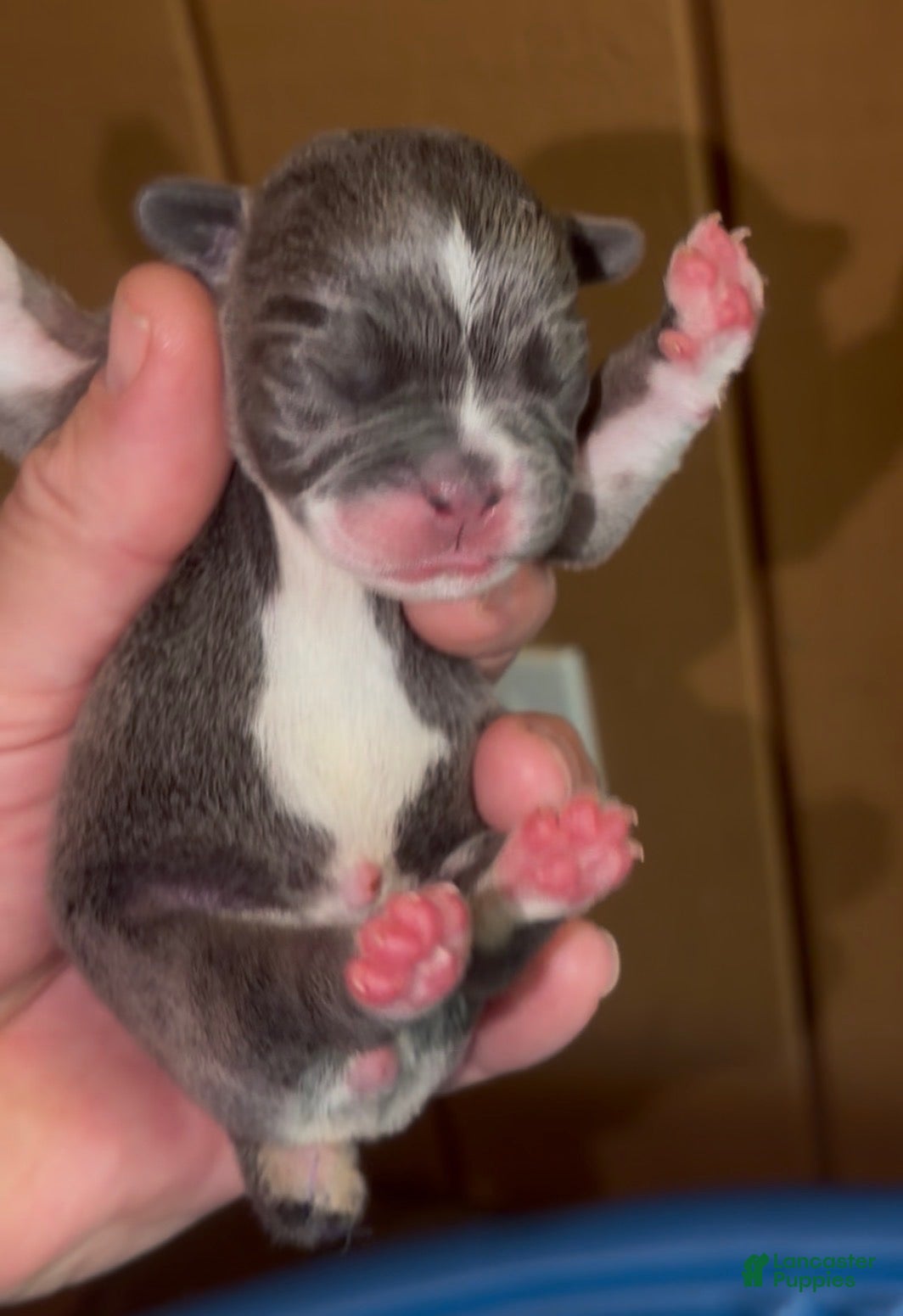 French Bulldog dogs Cowgirl_Female - Ad 1