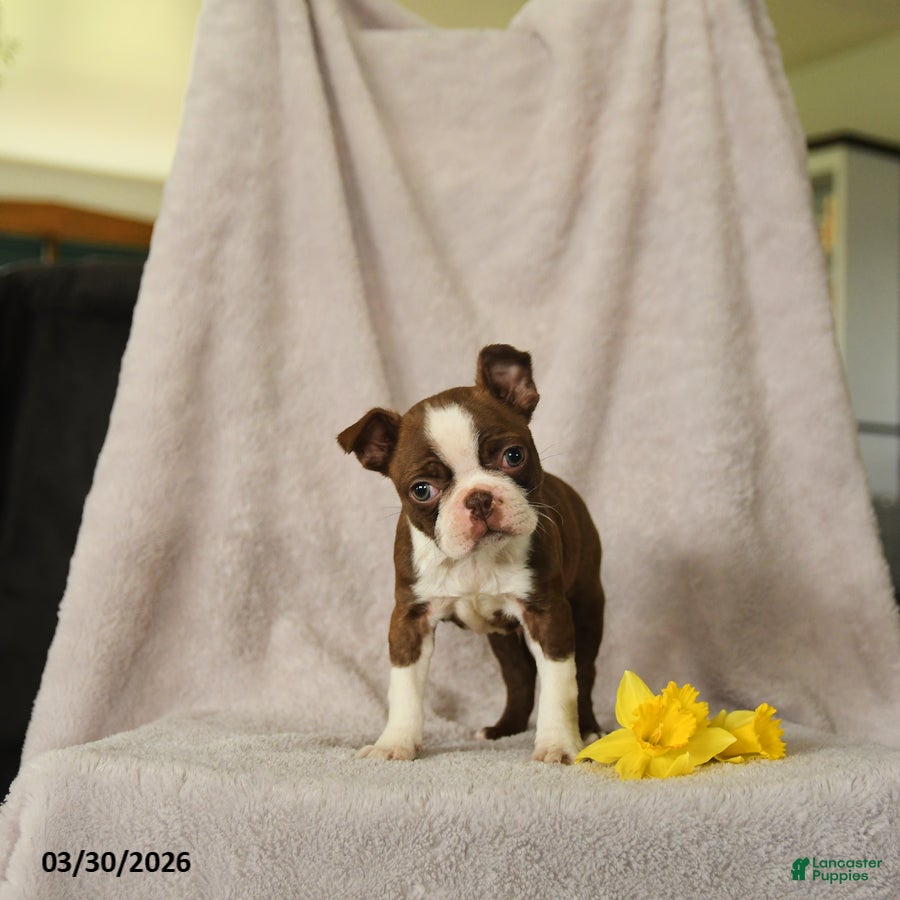 Boston Terrier dogs Dexter - Ad 2