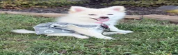 Pomeranian dogs for sale: Coco - Ad 1