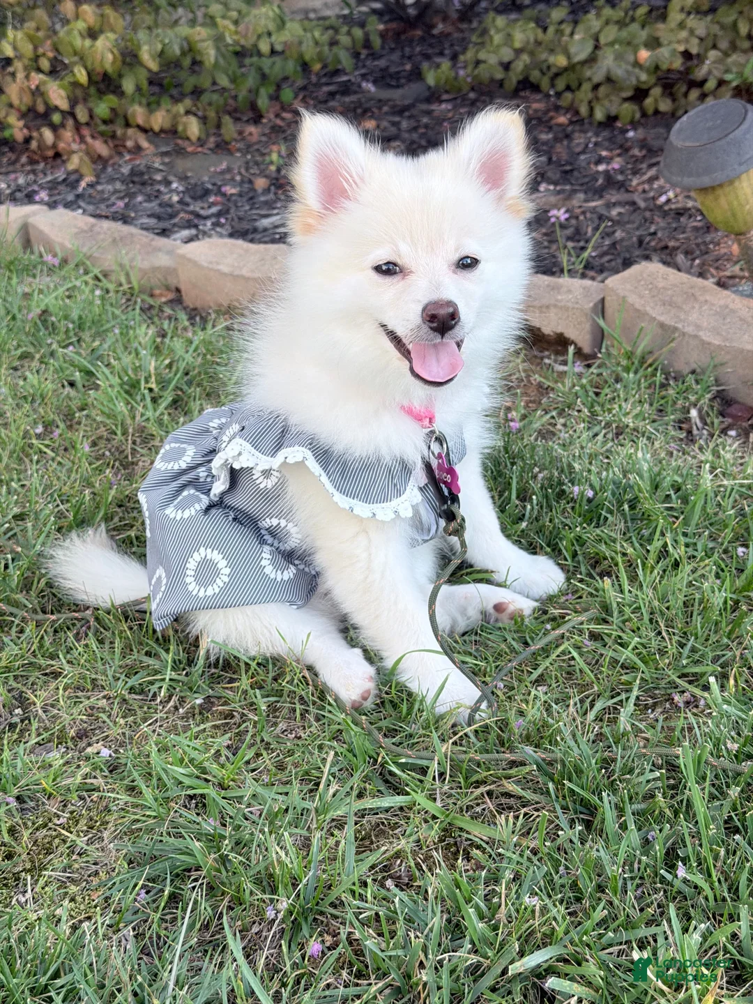 Pomeranian dogs for sale: Coco - Ad 1