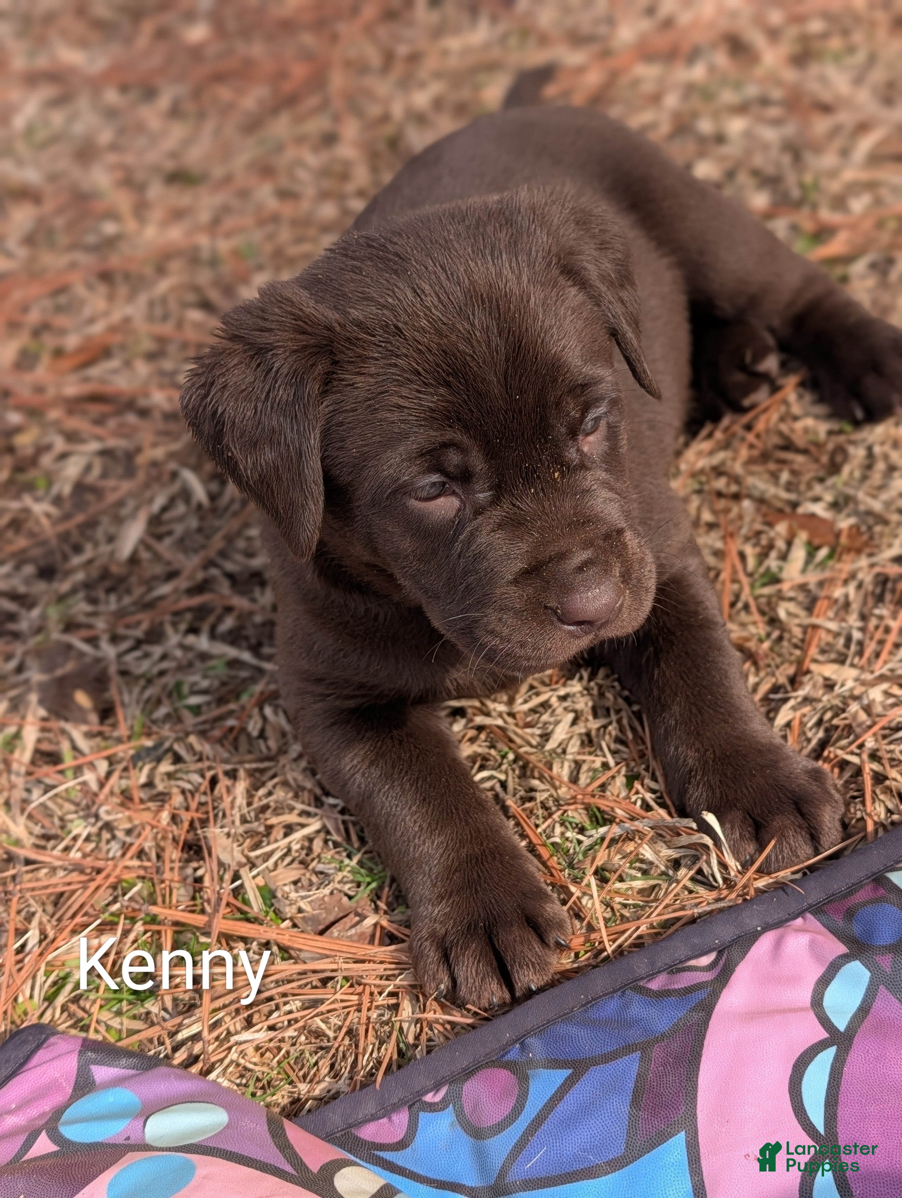 Labrador Retriever dogs Randy - Ad 14