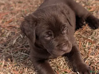 Labrador Retriever dogs Randy - Ad 14