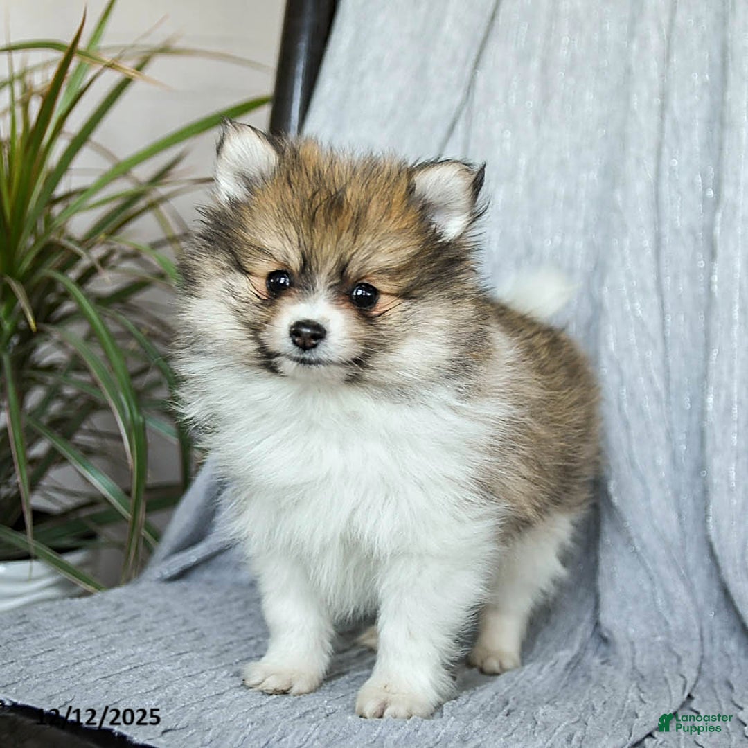 Pomeranian dogs for sale: Felix - Ad 1