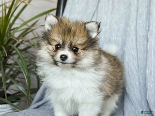 Pomeranian dogs Felix - Ad 1
