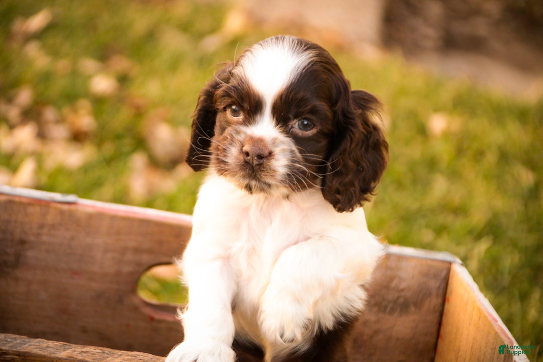 Cocker Spaniel dogs for sale: Gilbert - Ad 5