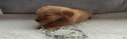 Golden Retriever dogs for sale: Marissa - Ad 2