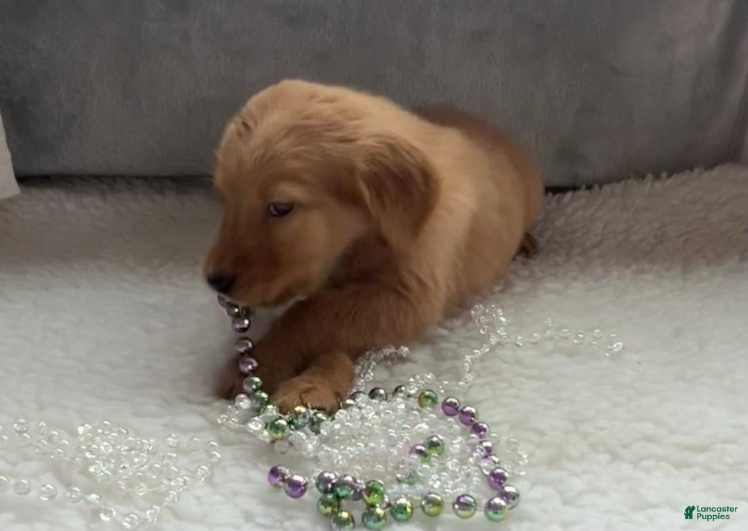 Golden Retriever dogs for sale: Marissa - Ad 2