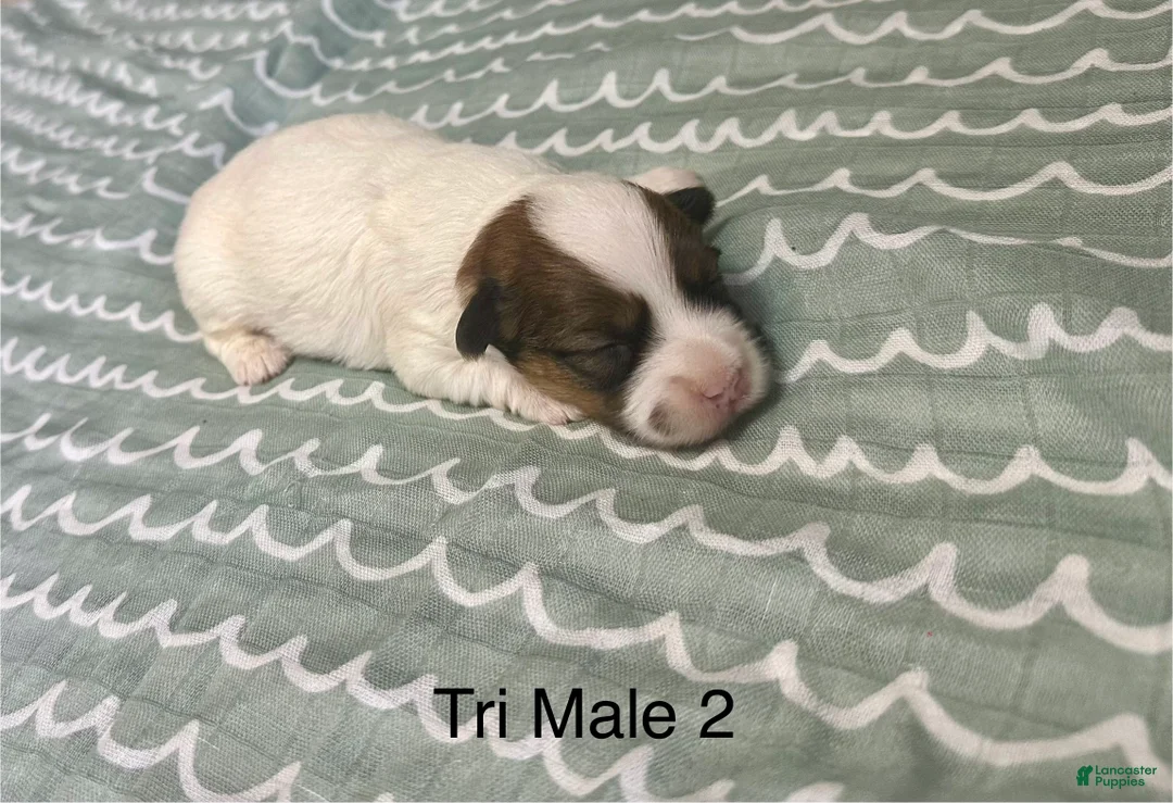 Coton De Tulear dogs for sale: Coton De Tulear Puppy 3 - Ad 1