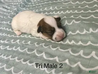 Coton De Tulear dogs Coton De Tulear Puppy 3 - Ad 14