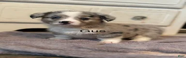 Gus