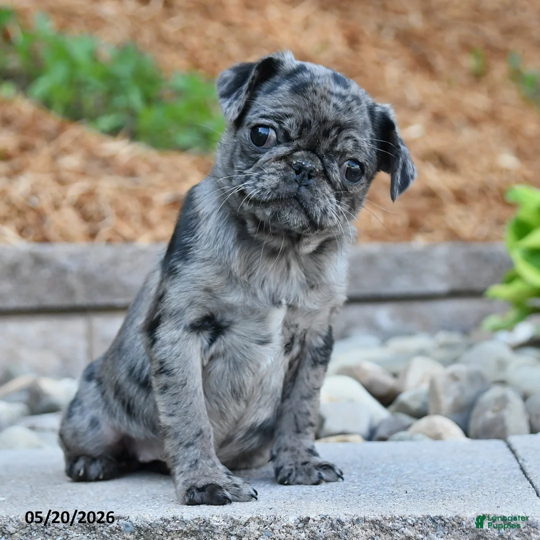 Pug dogs for sale: Jenna - Ad 2