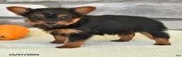 Yorkshire Terrier dogs for sale: Norm - Ad 2