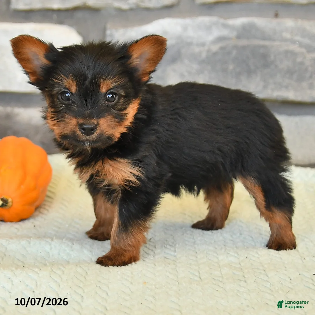 Yorkshire Terrier dogs for sale: Norm - Ad 2