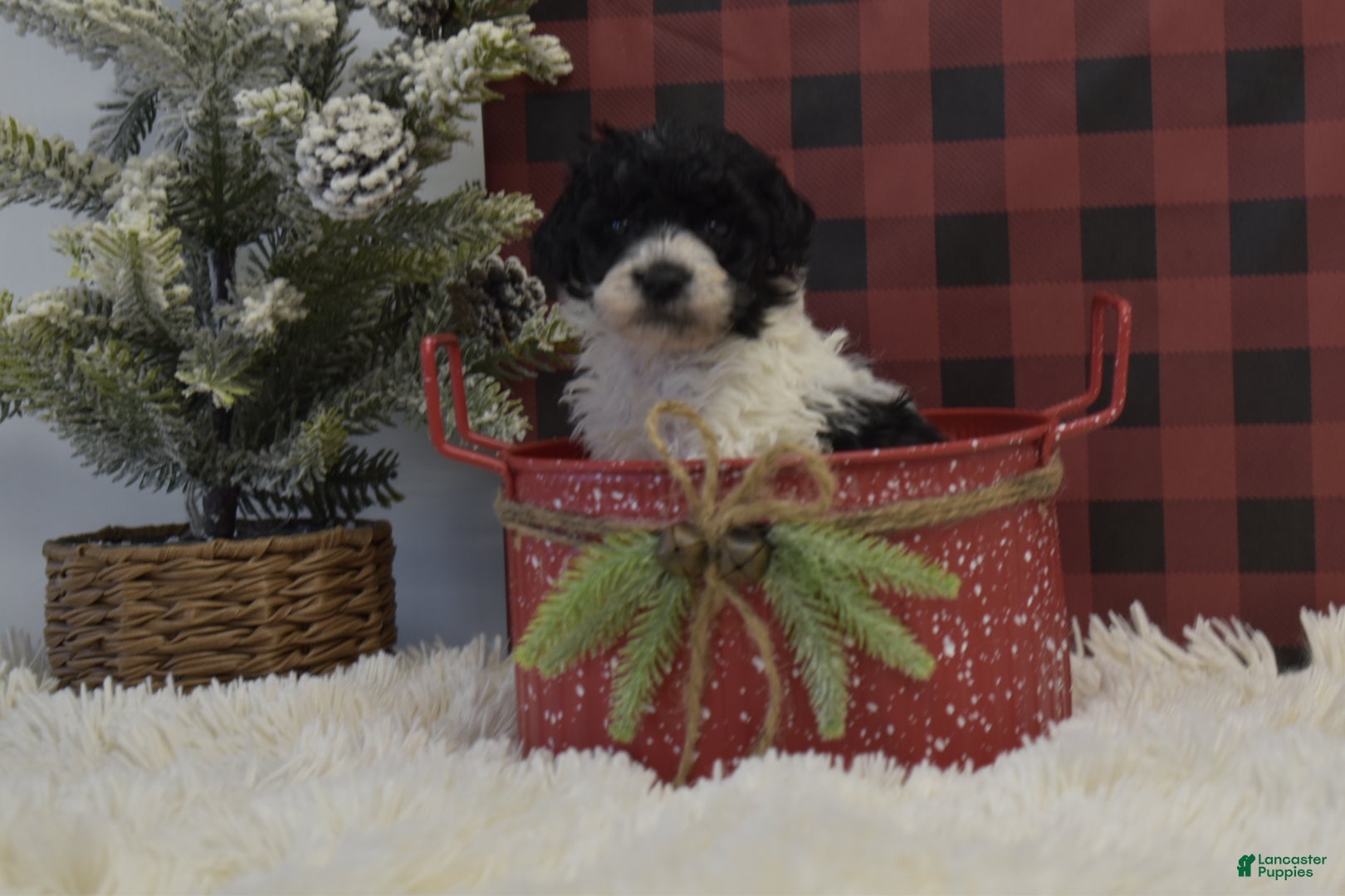 Miniature Poodle dogs Mason - Ad 33