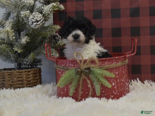 Miniature Poodle dogs Mason - Ad 30