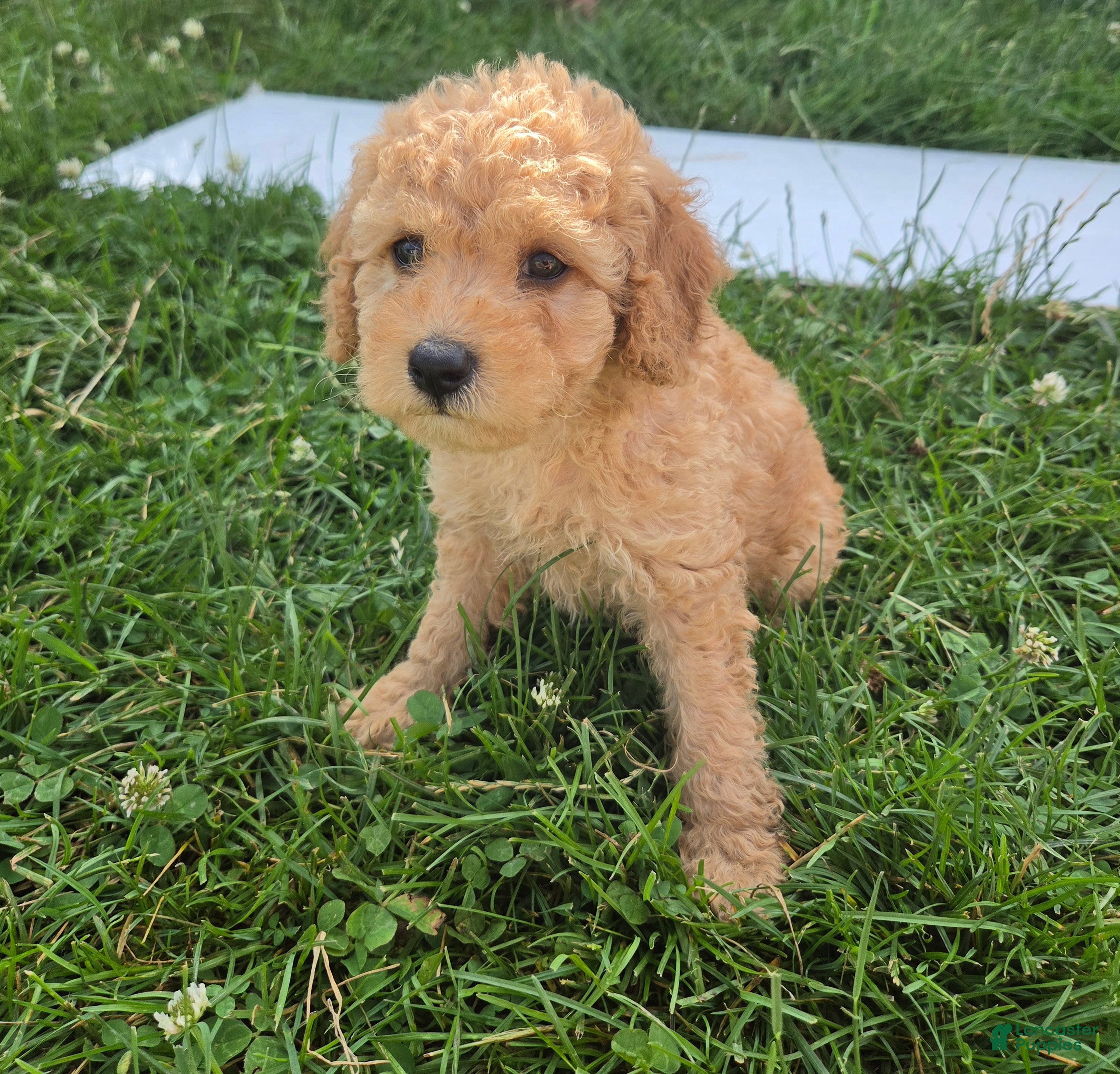 Cavapoo dogs Pearl - Ad 2