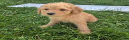 Cavapoo dogs for sale: Pearl - Ad 2