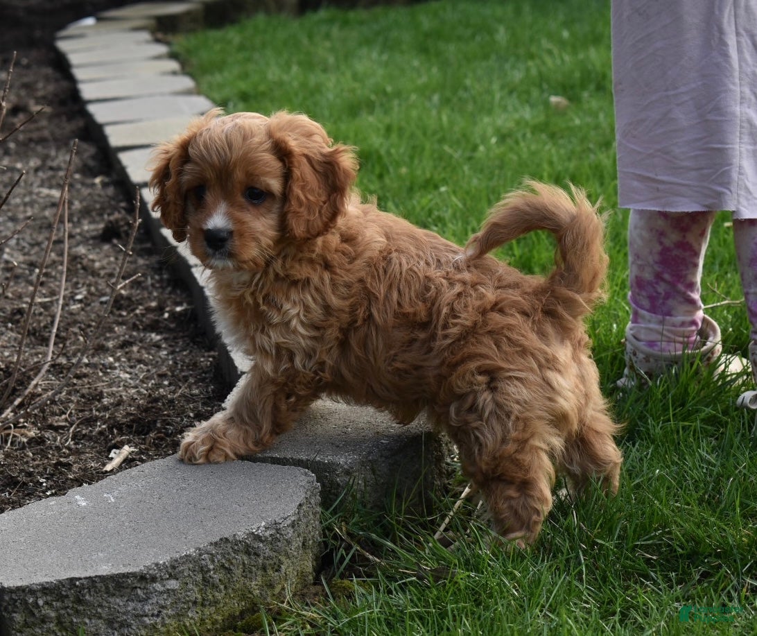 Cavapoo dogs Sammy - Ad 1