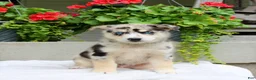 Mixed Breed dogs for sale: Lindor  - Ad 3