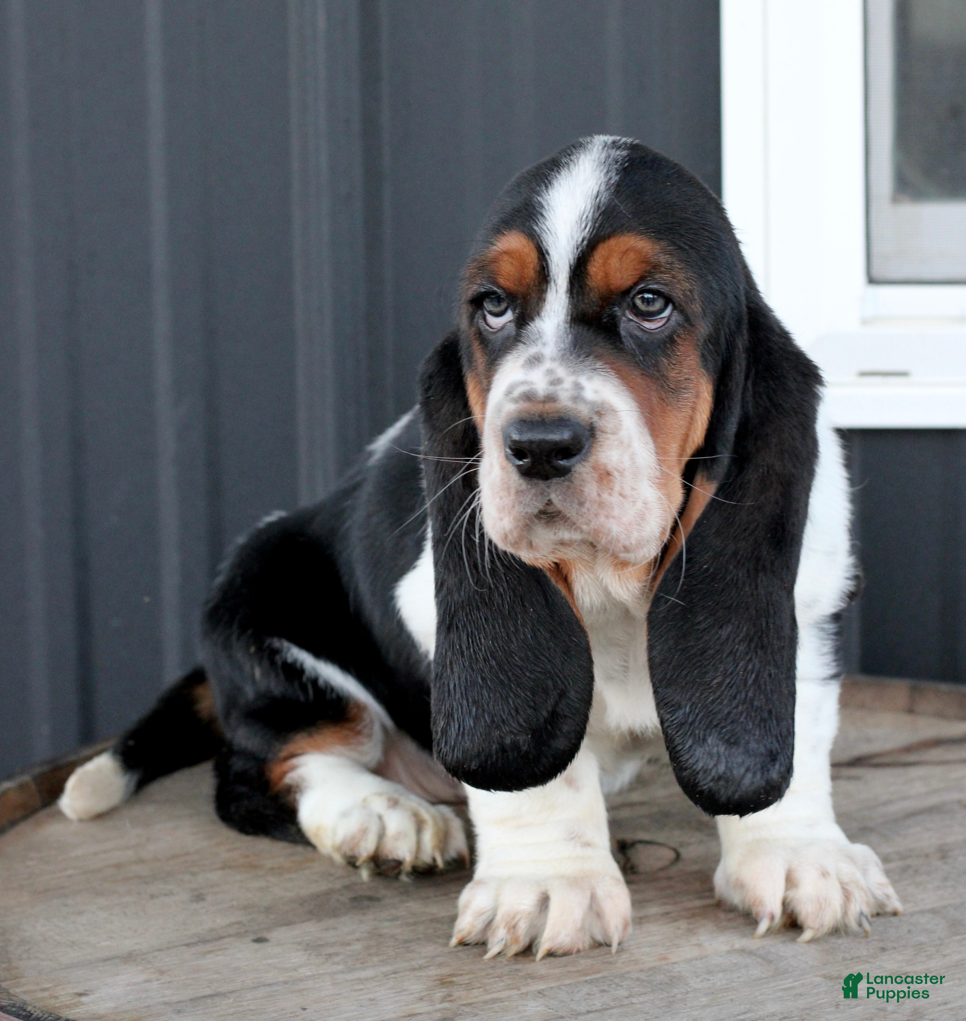 Basset Hound dogs Basset Hound Puppy 1 - Ad 2