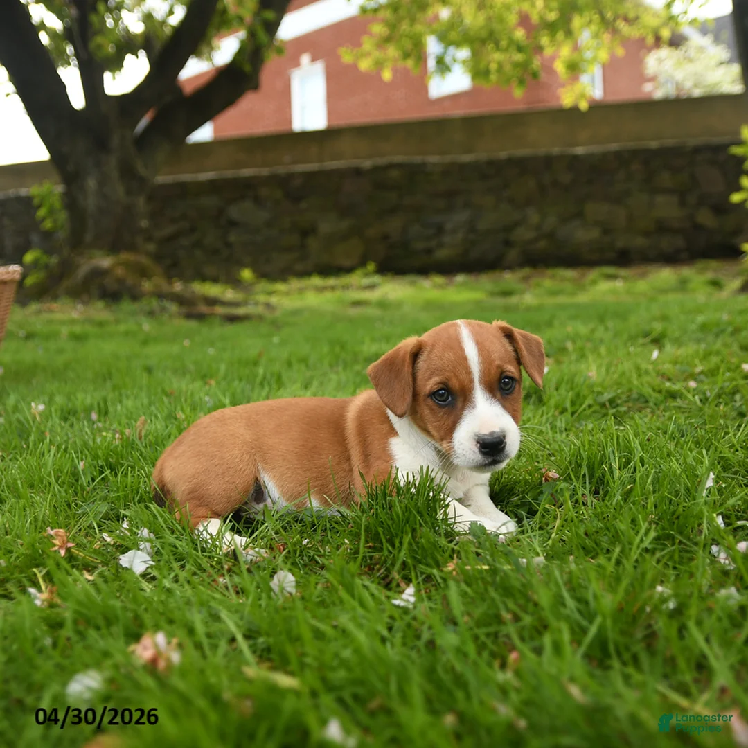 Jack Russell Terrier dogs for sale: Harry - Ad 2
