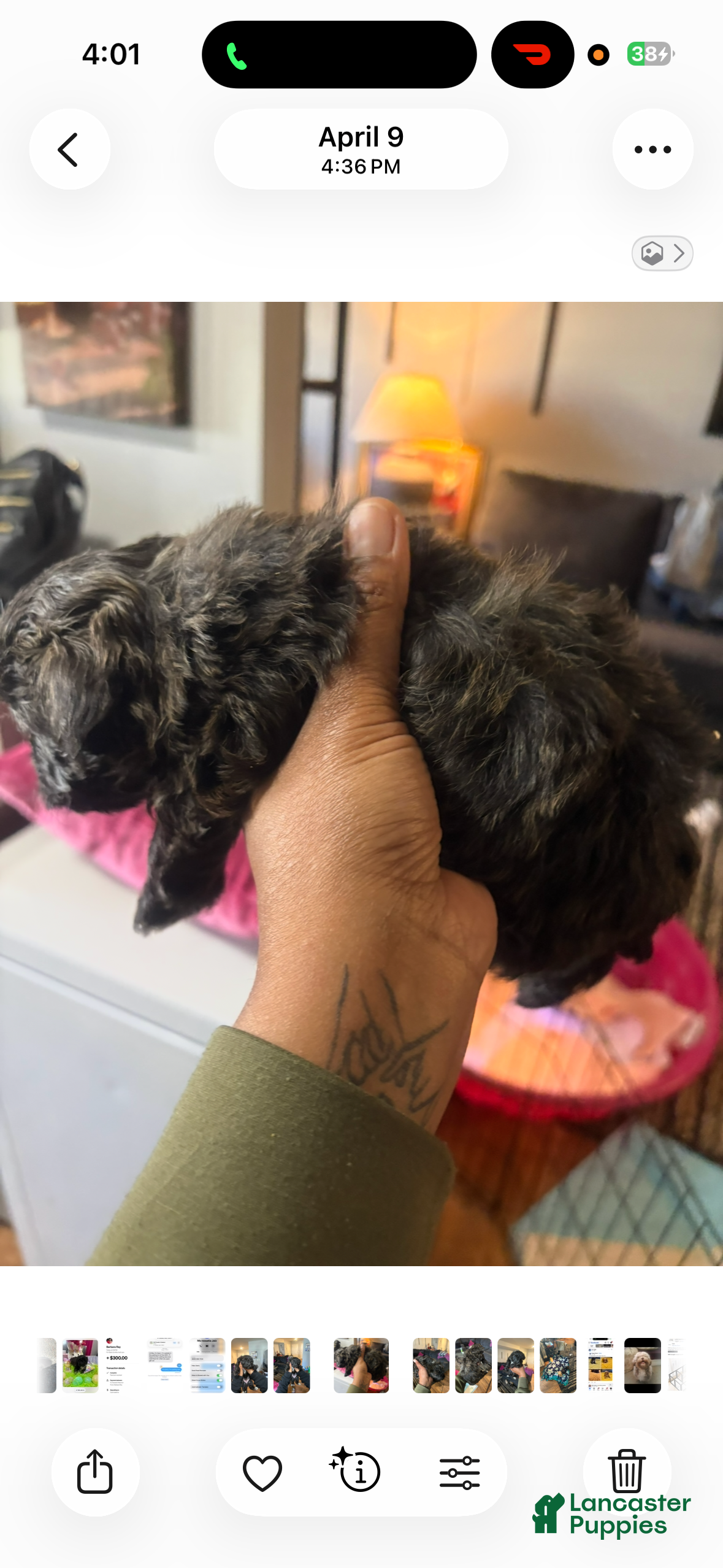 Maltipoo dogs Maltipoo 4 - Ad 2