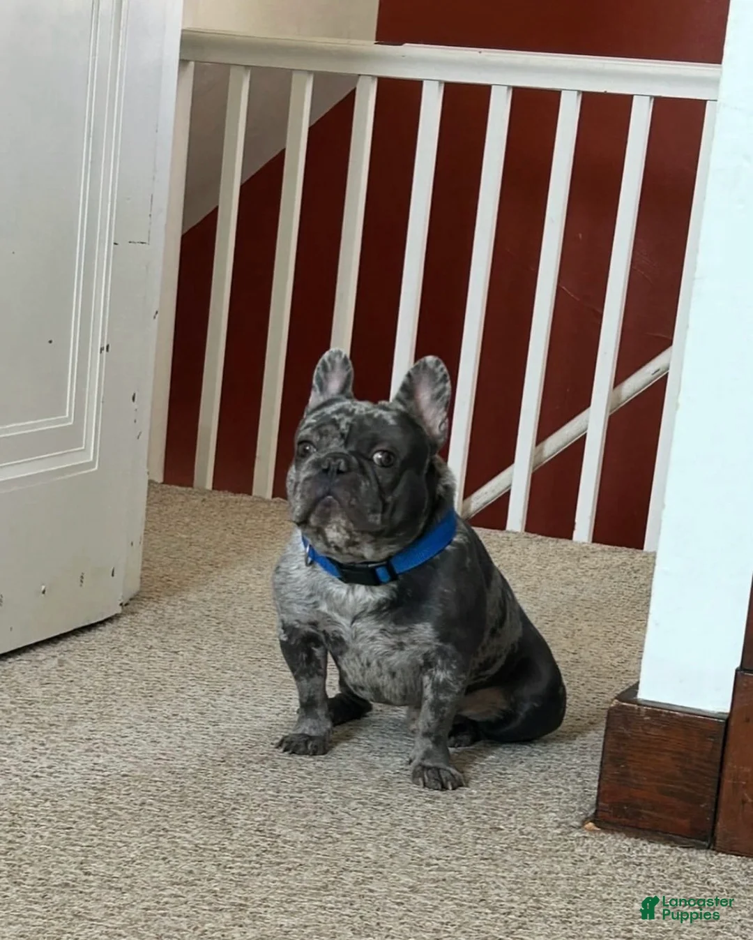 French Bulldog dogs for sale: Baby - Ad 12