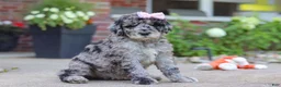 Newfypoo dogs for sale: Raina - Ad 3