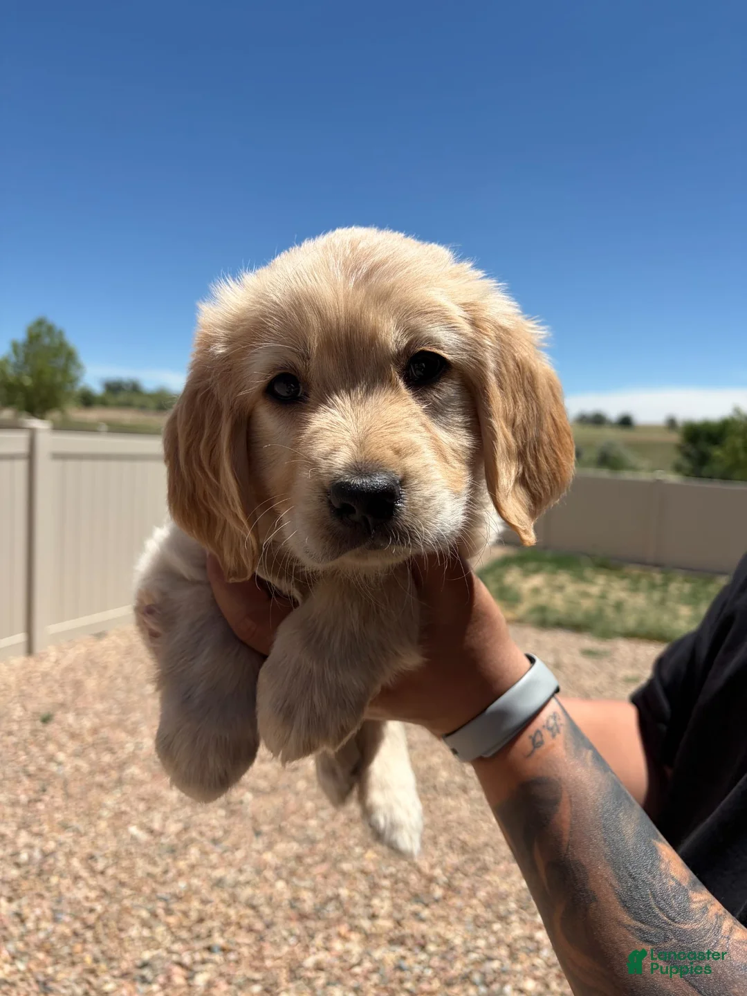 Golden Retriever dogs for sale: Blue - Ad 1