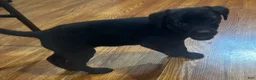 Goldador dogs for sale: Molly - Ad 2