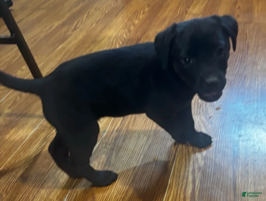 Goldador dogs for sale: Molly - Ad 2
