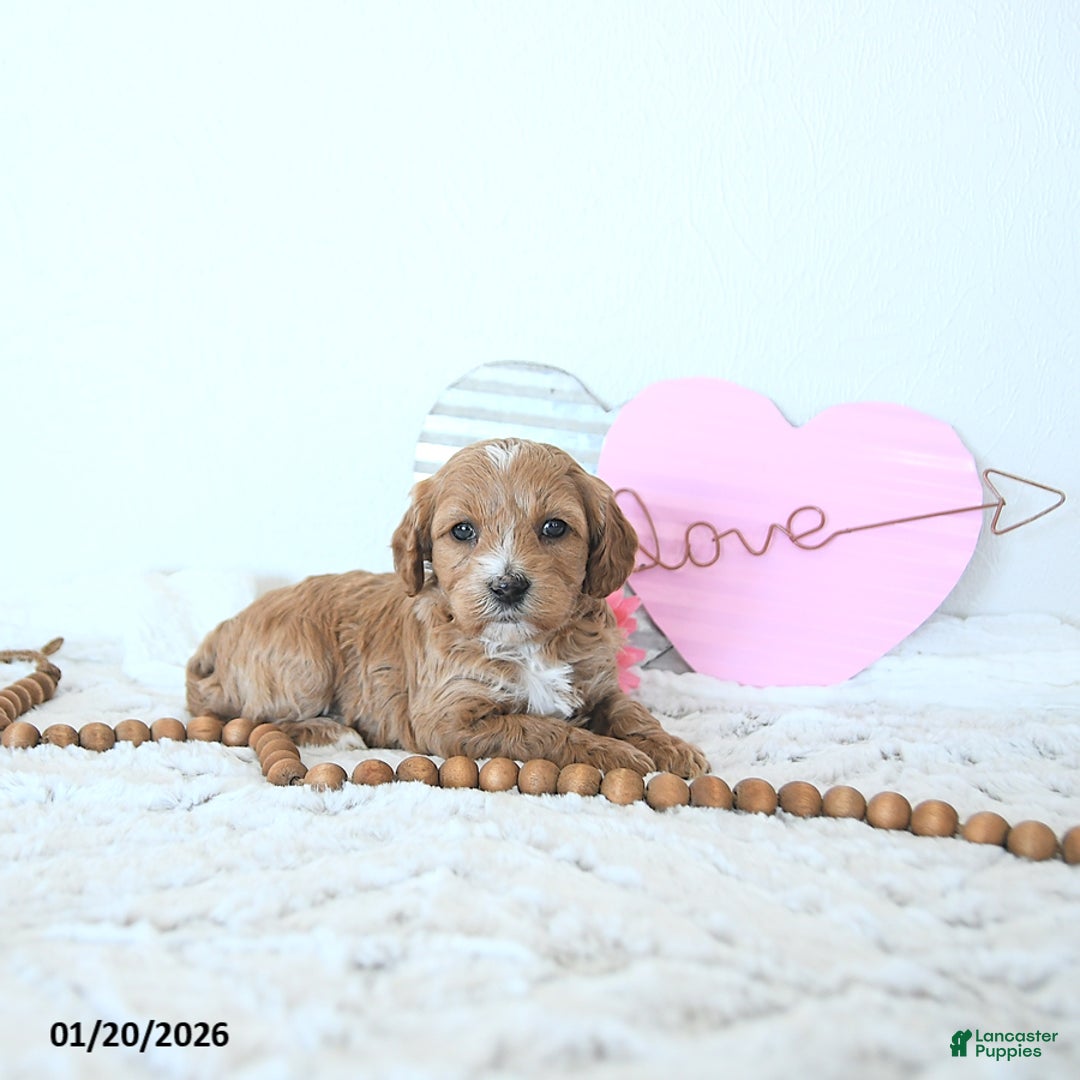 Mini Goldendoodle dogs for sale: Mia  - Ad 2