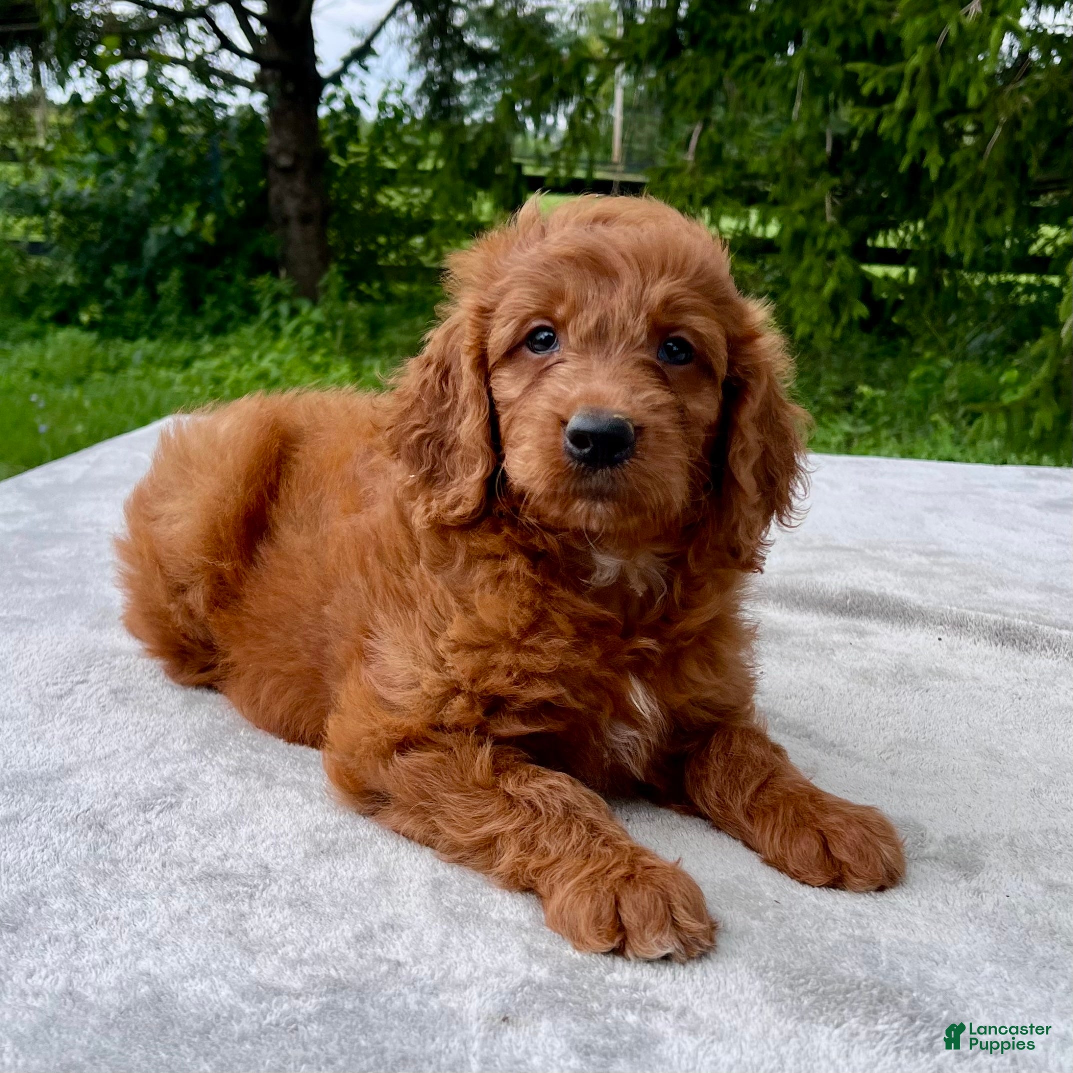 Goldendoodle dogs Freya medium sized - Ad 2