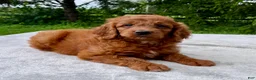 Goldendoodle dogs for sale: Freya medium sized - Ad 2
