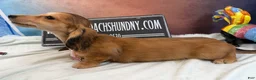 Miniature Dachshund dogs for sale: Gucci girl - Ad 3