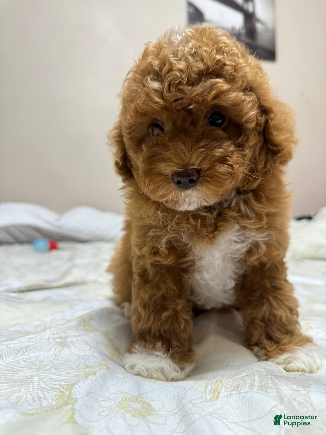 Miniature Poodle dogs for sale: Miniature Poodle Puppy 1 - Ad 2