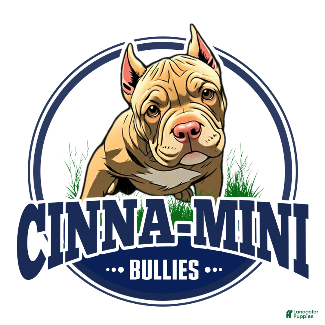 American Bully dogs for sale: Pepper - Ad 8