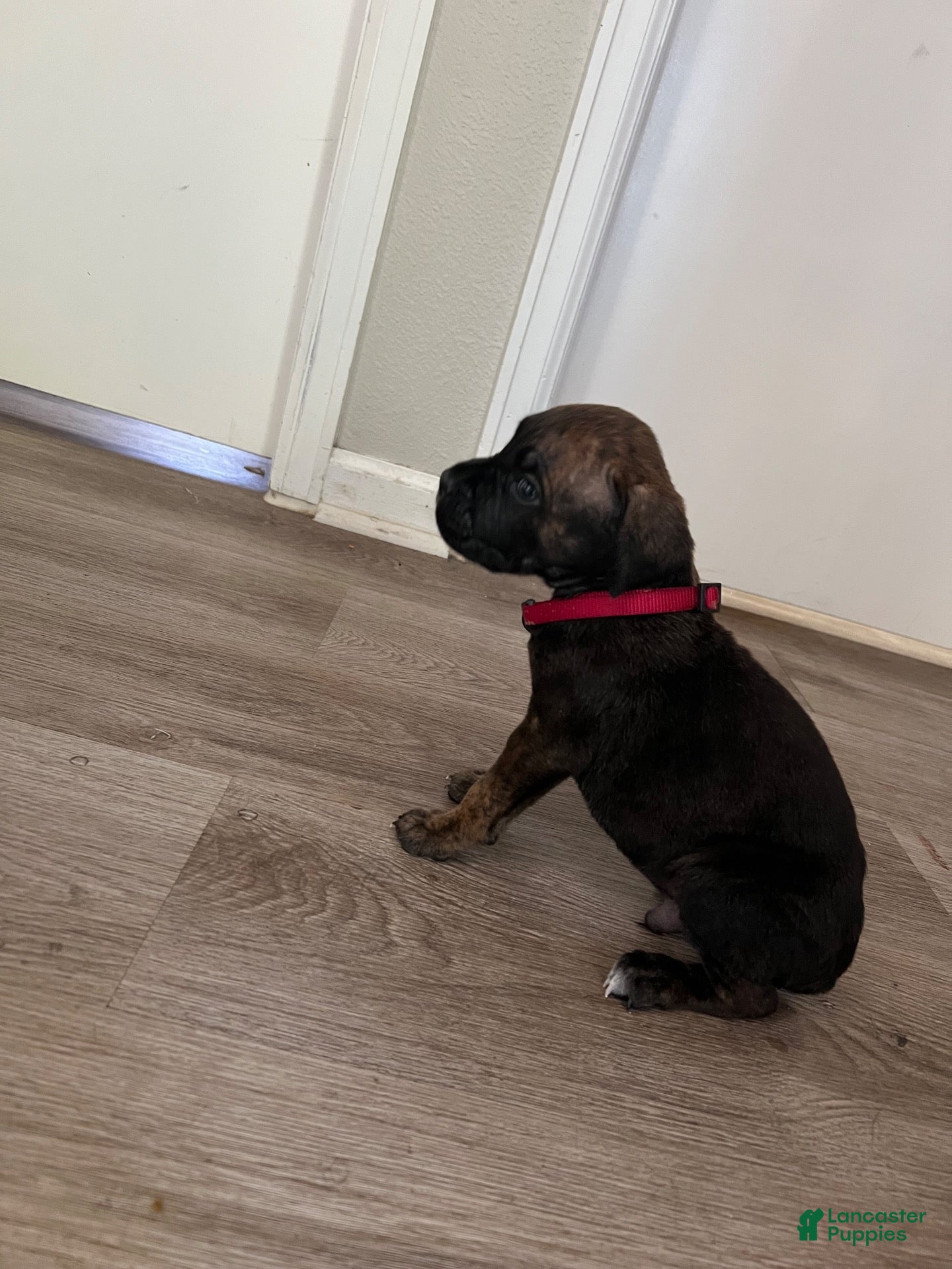 Cane Corso dogs Cane Corso 6 - Ad 2