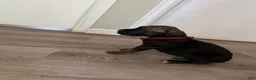 Cane Corso dogs for sale: Cane Corso 6 - Ad 2