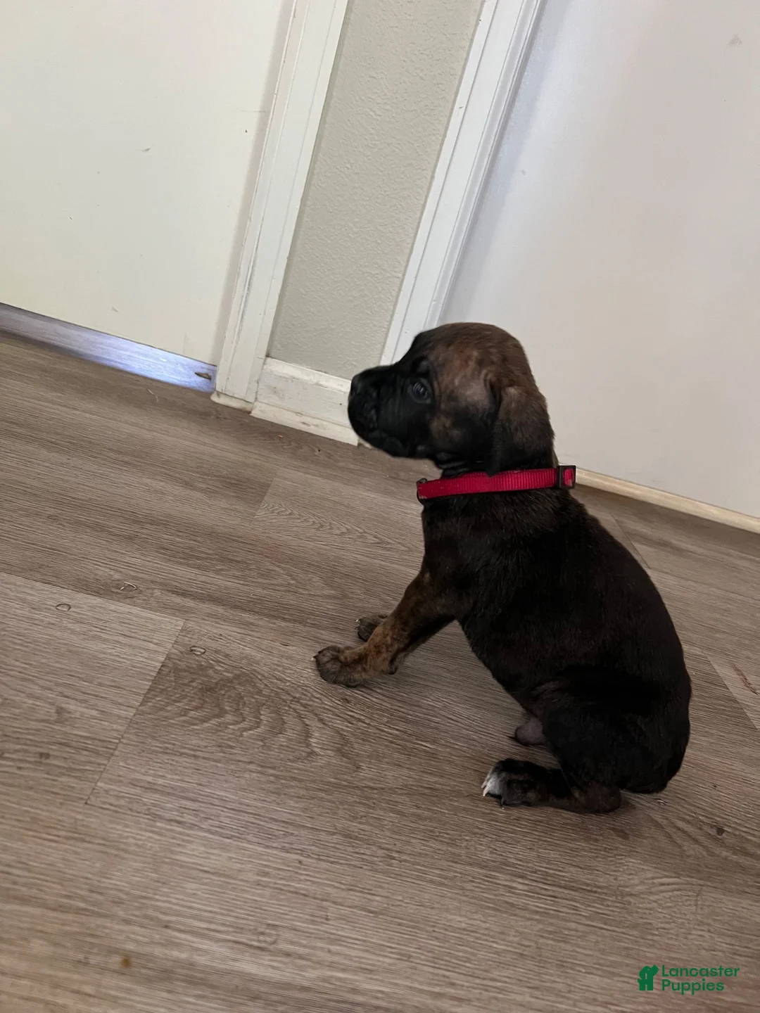 Cane Corso dogs for sale: Cane Corso 6 - Ad 2