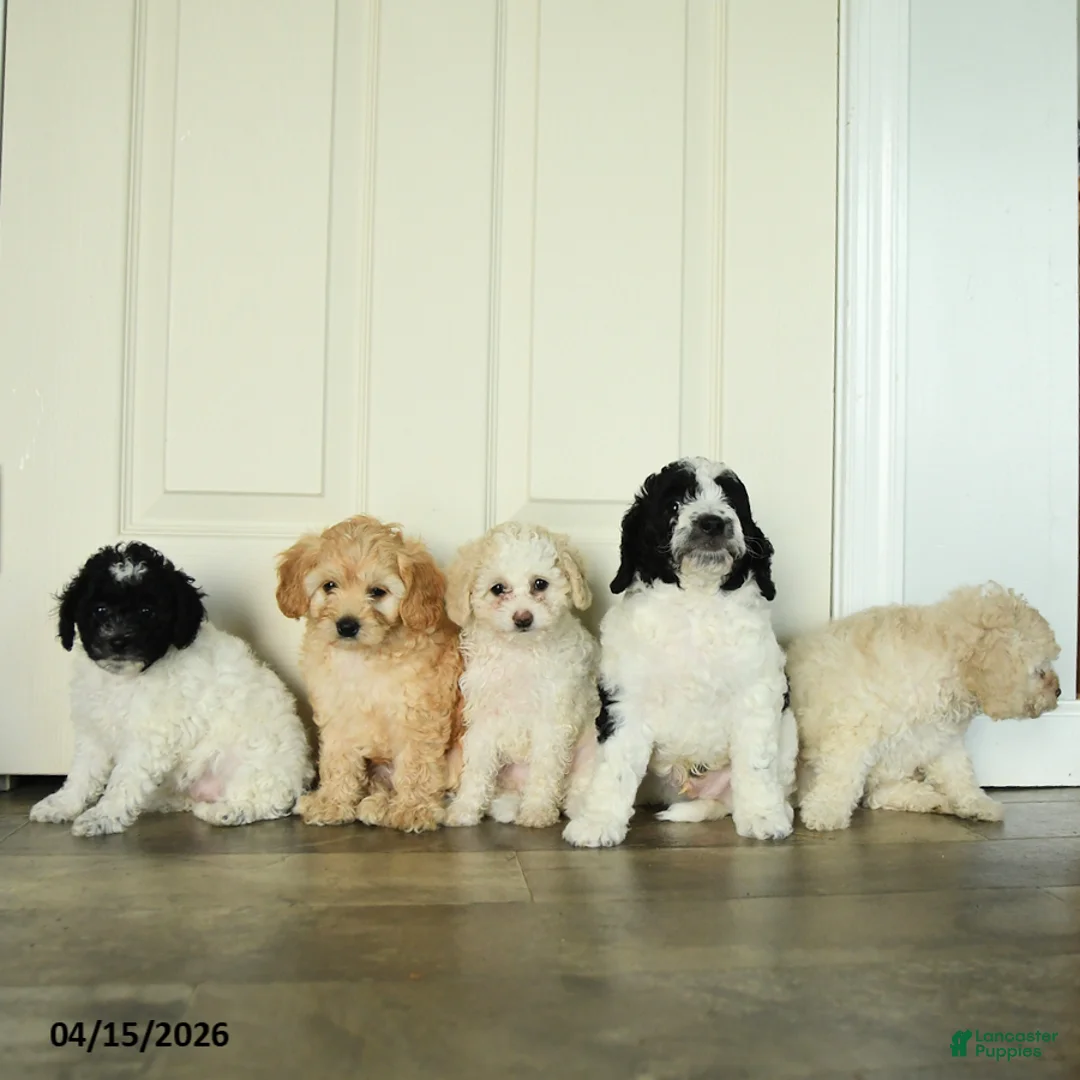 Cavapoo dogs for sale: Lilla - Ad 3