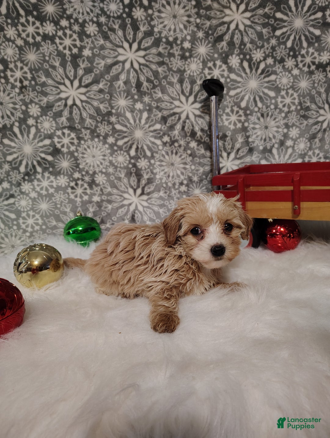 Maltipoo dogs for sale: Ivy - Ad 5