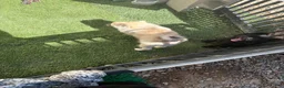 Pomeranian dogs for sale: Pomeranian Puppy 1 - Ad 5