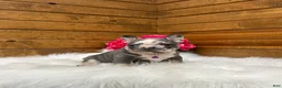 French Bulldog dogs for sale: Posie - Ad 8