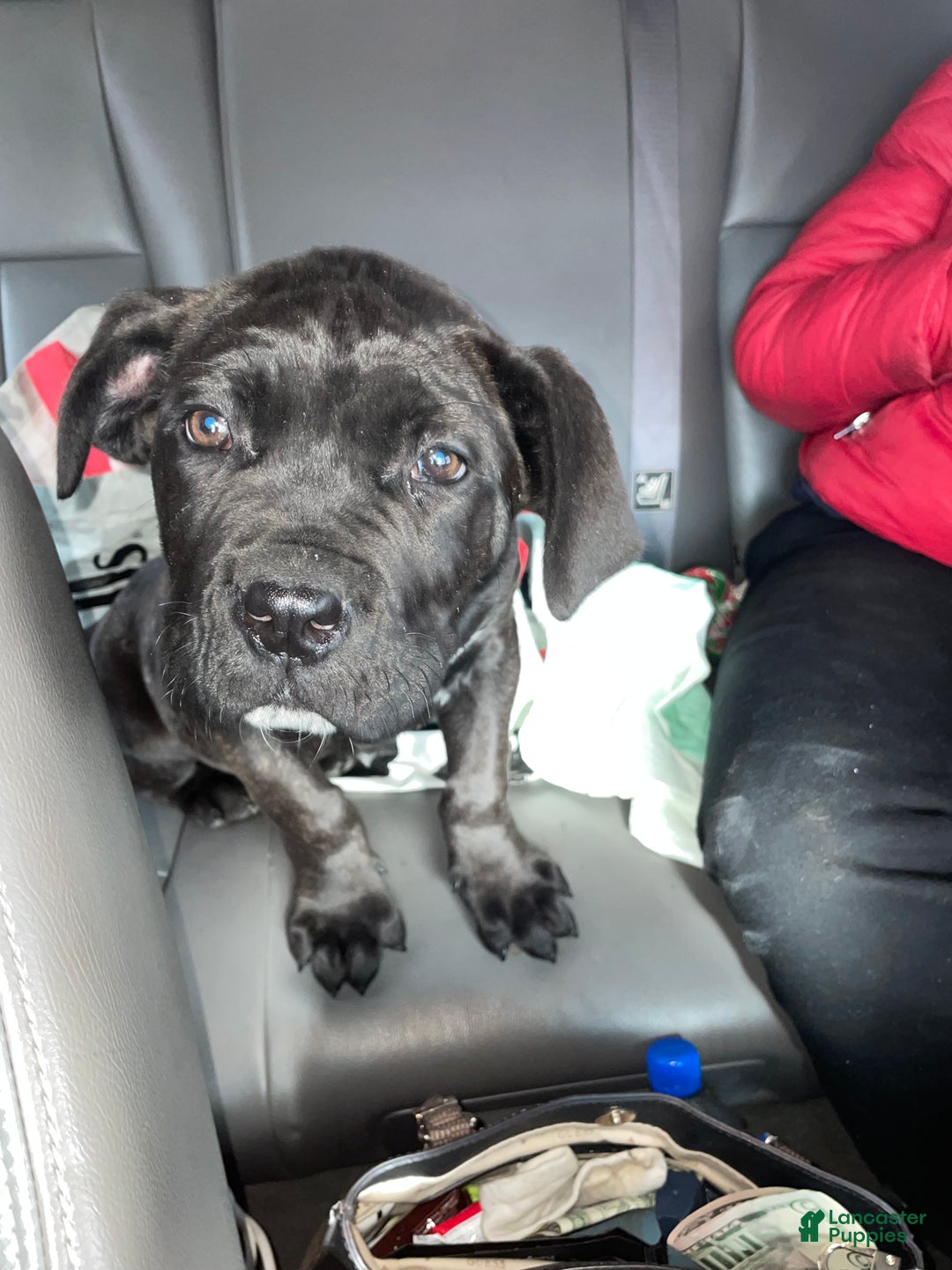 Gallery Image {{count}}