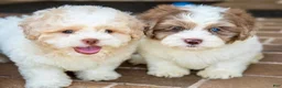 Shihpoo dogs for sale: Sullivan - Ad 20