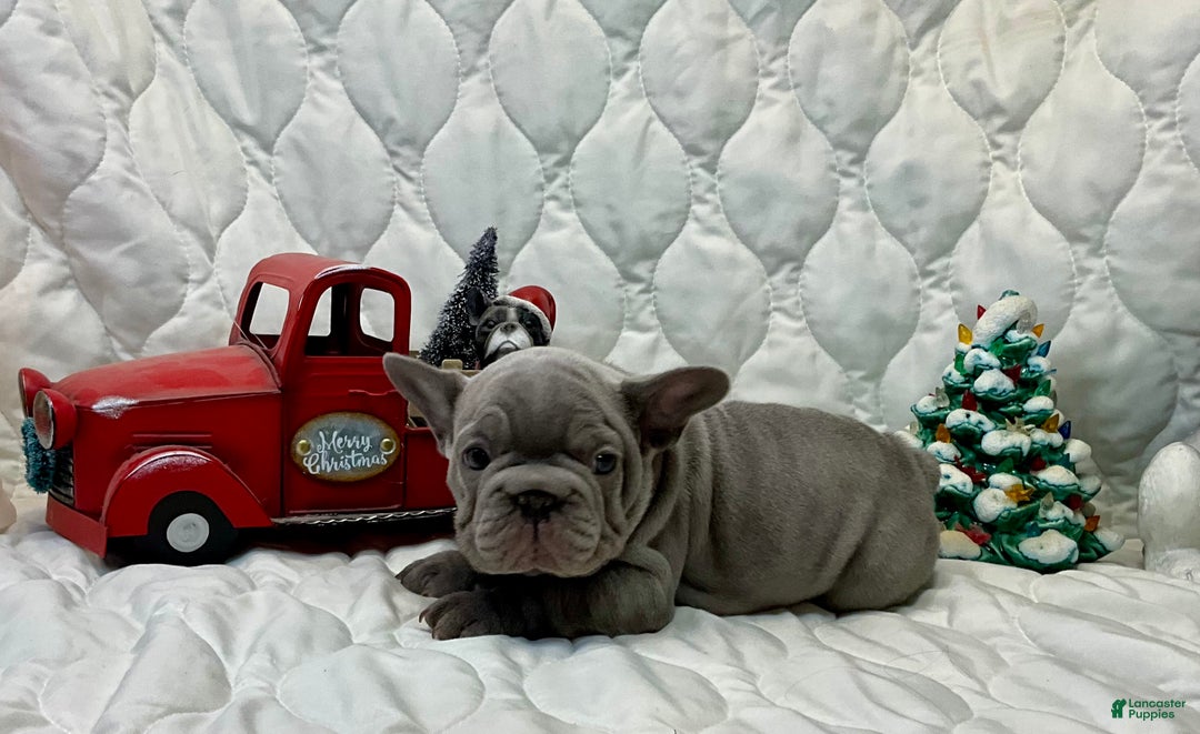 French Bulldog dogs for sale: River  - Ad 10