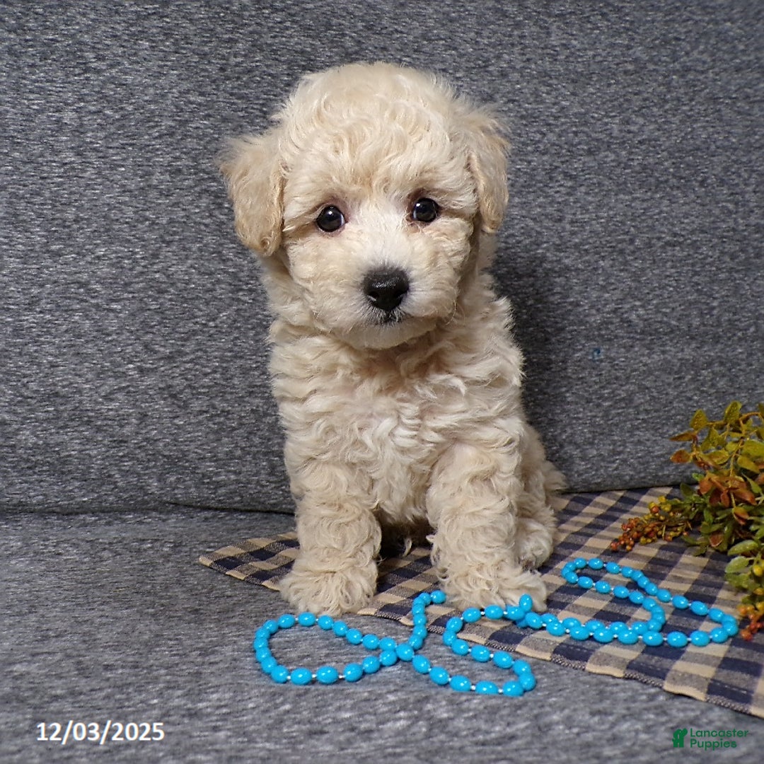 Bichpoo dogs for sale: Tator - Ad 5